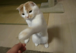 折耳猫发病的先兆症状？怎么照顾折耳猫？（照顾折耳猫的方法）