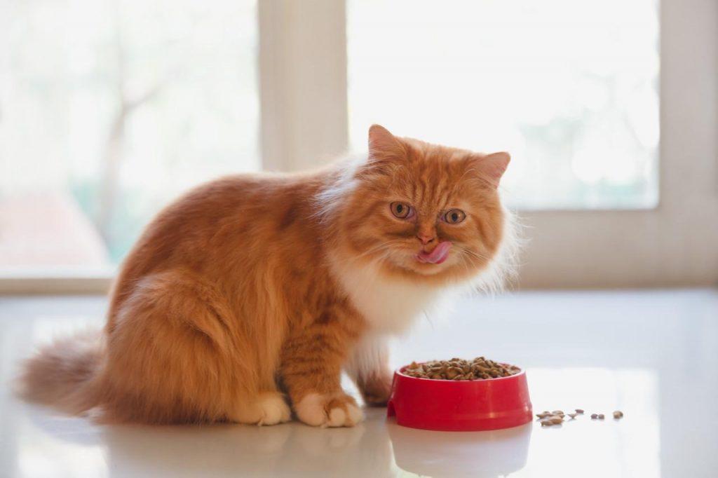 猫咪每天需要吃多少？该怎样给猫咪喂食？