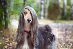 “一头秀发”的狗狗是什么样子的？5种长头发的狗狗，个个飘逸如仙