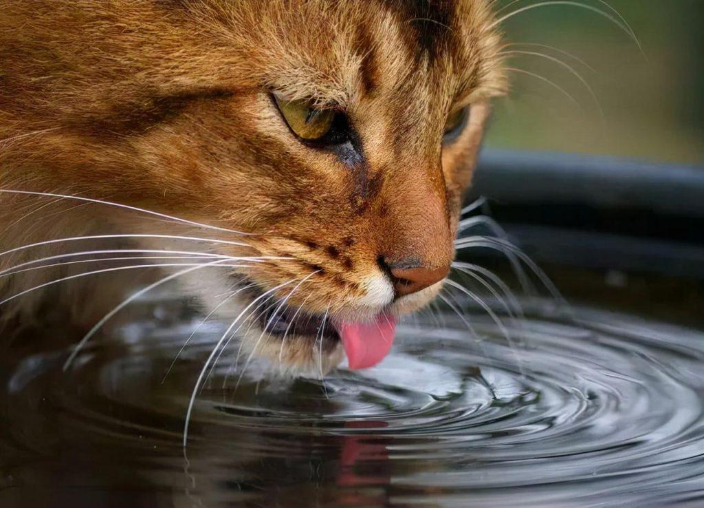 关于猫咪喝水，家长们应该知道的事