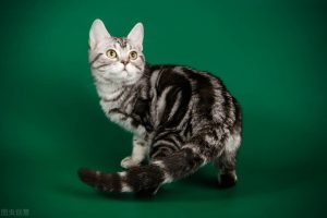 美国短毛猫的外表特征，美短的性格是怎么样的？