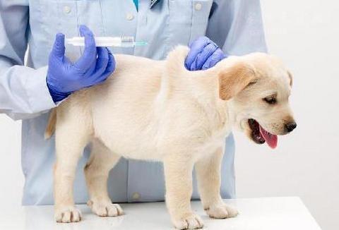狗狗在出生的第几天可以打疫苗呢？什么时候做驱虫呢？