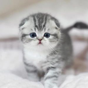 虎斑猫和美短的区别是什么？肉眼可见的区别差异