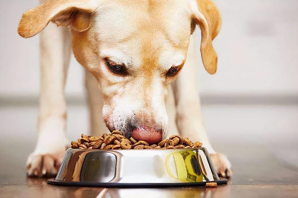 下面的这些食物对狗狗来说就是人间人间美味，看看你有喂过吗？
