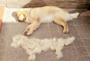 养金毛犬的坏处和养金毛犬的好处