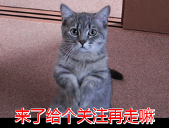 为什么现在养杜宾犬的人越来越多了？其实不少网友都表示，养了杜宾犬就不想换狗了！