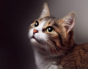 关于猫咪耳朵的6个有趣小秘密