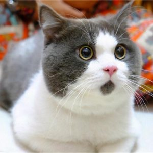英短猫的罕见色有多少种？英短罕见色的介绍