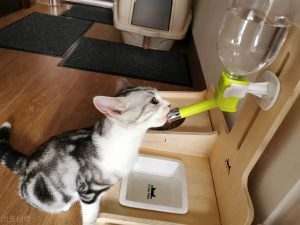 养猫经验分享：小猫尿不出来尿怎么办？找出小猫排尿困难的原因