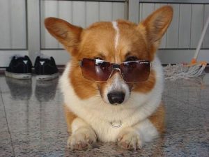柯基犬一般寿命有多长？柯基犬进入老年期的时候，有什么样的征兆呢？