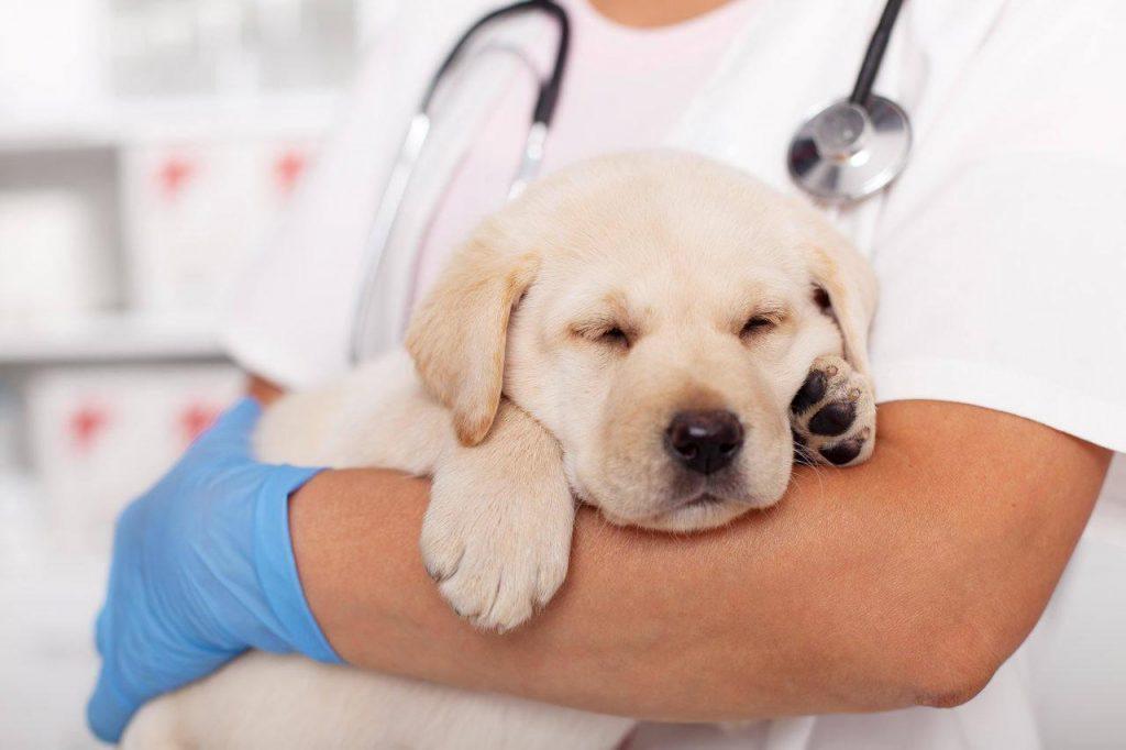狗狗的正常体温、心跳和呼吸是多少？了解指标一起守护狗狗健康