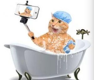猫咪洗澡的八个步骤（帮猫咪洗澡的方法）