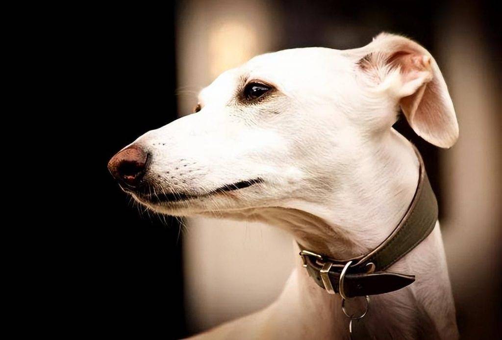 聪明的人都去养格力犬了,5大优点让人夸赞,你知道这个品种的狗狗? 聪明的人都去养格力犬了,5大优点让人夸赞,你知道这个品种的狗狗?