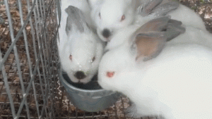 为什么兔子一喝水就会断肠死亡？原因究竟是什么？