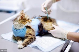 猫咪做绝育手术需要多少钱？普通公猫绝育的价格