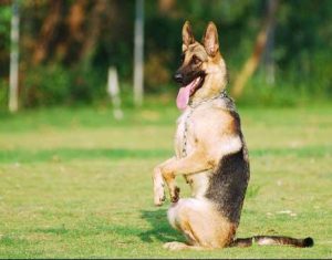 狗狗训练教程的18个技巧(新手训狗的方法)