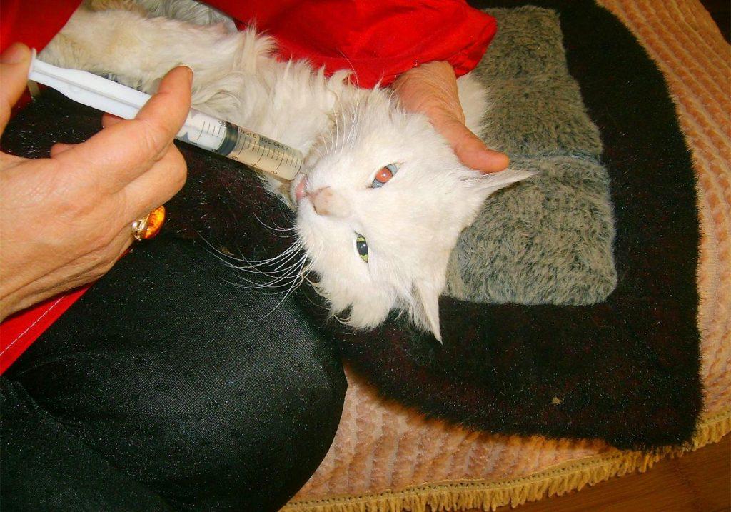 给猫咪拔牙是一种伤害?并不是一种伤害,其实是治疗猫口炎的有效手段 给猫咪拔牙是一种伤害?并不是一种伤害,其实是治疗猫口炎的有效手段