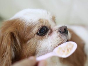 狗狗吃米饭有什么好处？有一定的营养价值（注：狗狗不能长期只吃米饭）