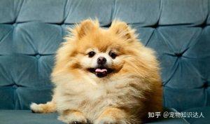博美犬喜欢主人的表现是什么？