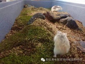 养过仓鼠吗？你知道仓鼠是要洗澡的吗？