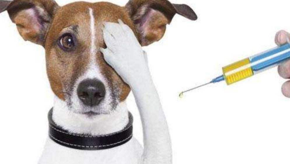 养宠物需要打什么疫苗？什么时候开始打疫苗？