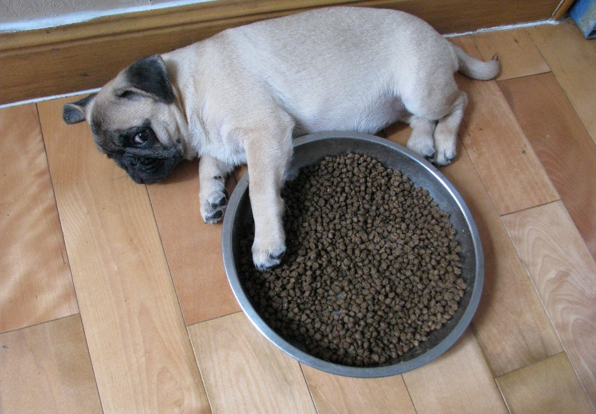 巴哥犬价格多少钱一只？巴哥犬的性格特征是咋样的？