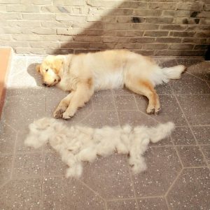 金毛犬掉毛的原因有多少？怎么改善金毛犬掉毛的问题？