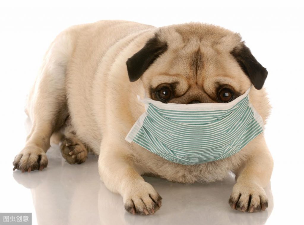 什么是犬瘟热病毒？怎么区分犬瘟和普通感冒呢？有什么治疗方法？