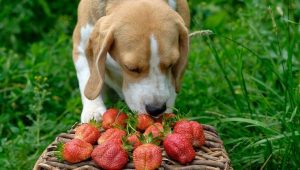 狗狗能吃草莓？给狗狗吃草莓，主人要注意什么？