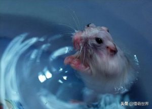 仓鼠的奇闻异事：仓鼠会自己搓澡吗？能自己搓澡且有演技的仓鼠
