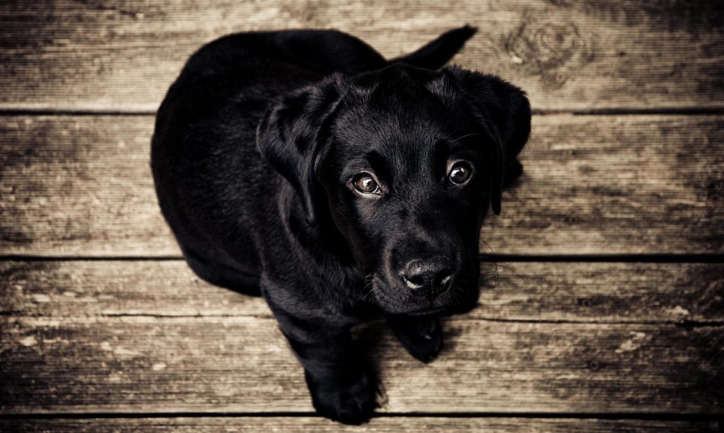 狗狗3种眼睛炎症，都会导致眼睛红肿，还会影响视力，如何治疗狗狗的结膜炎？