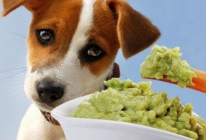 牛油果对狗狗来说是个好食物吗？它们能吃吗？