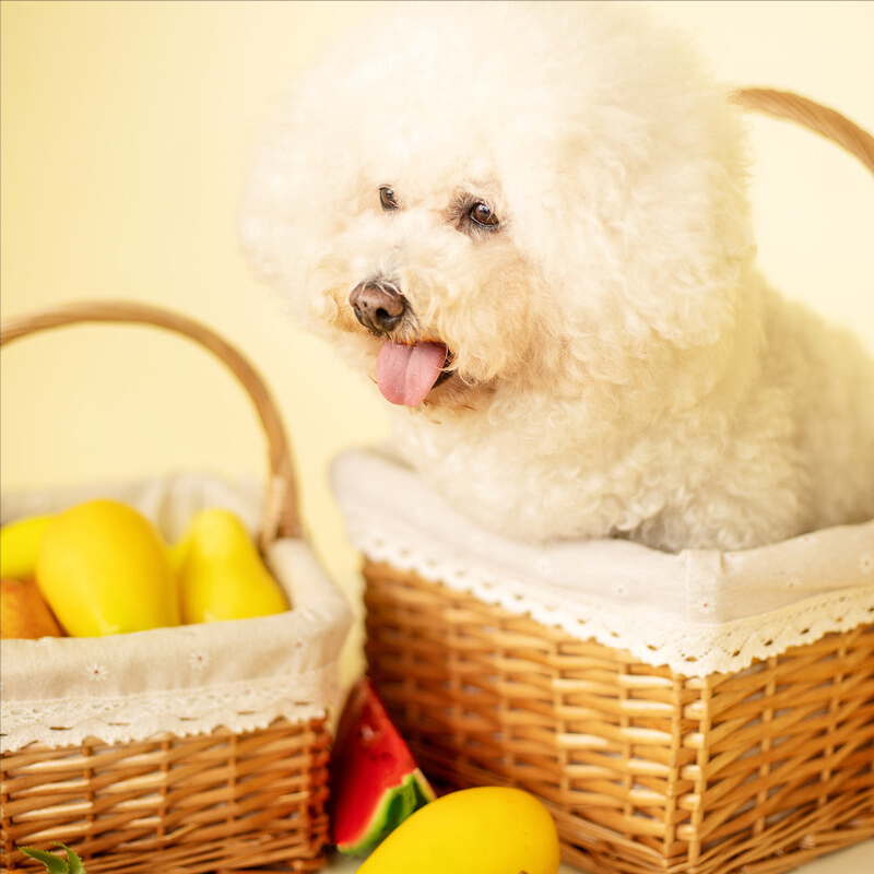 养比熊的注意事项？饲养比熊犬的注意什么？