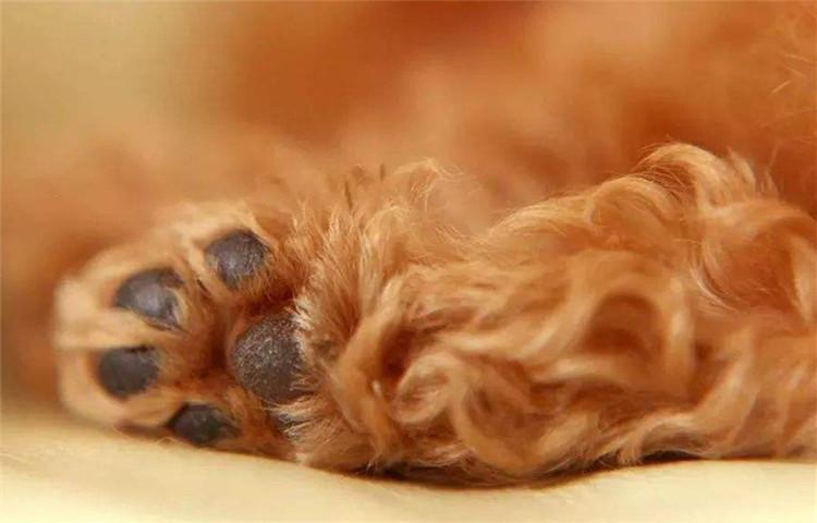 如何辨认一只泰迪犬是否是纯种呢?看看你家是纯种还是串串? 如何辨认一只泰迪犬是否是纯种呢?看看你家是纯种还是串串?