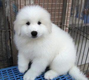 大白熊犬价格多少钱一只？大白熊和萨摩耶的区分