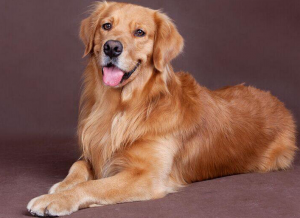 养一只金毛犬，一个月要花多少钱？买金毛贵吗？