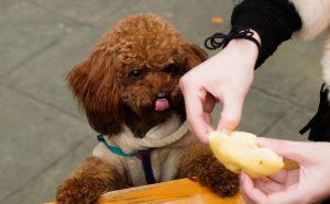 给泰迪犬断尾的五个“作用”