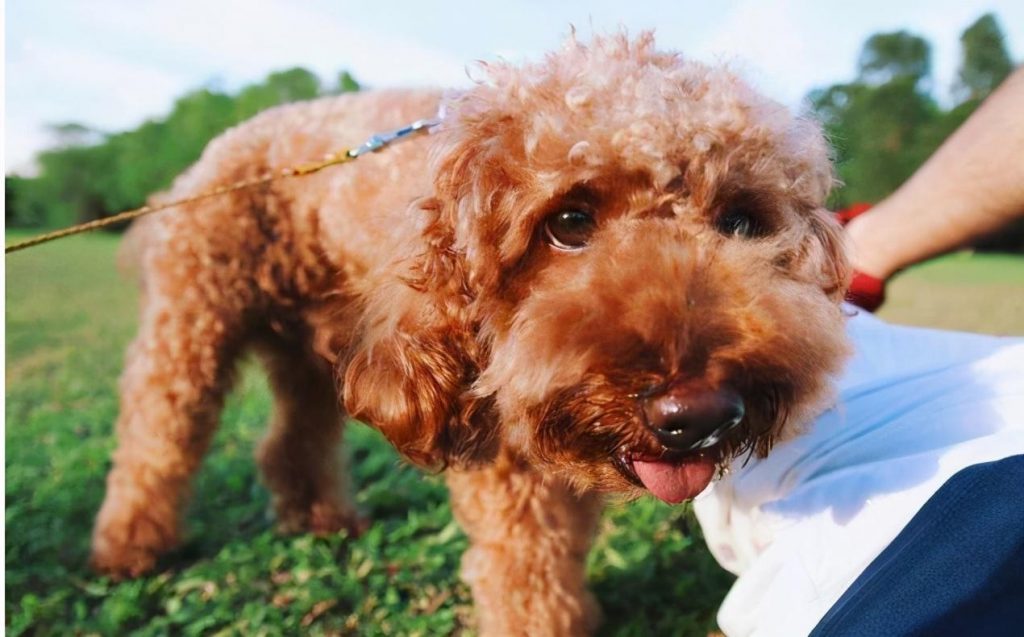 泰迪犬究竟是不是很怕冷呢？要不要穿衣服？
