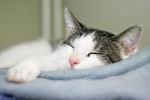 如何让猫咪一秒入睡？