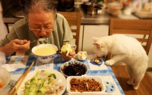 猫咪有哪些不能吃的食物？这些食物不能喂