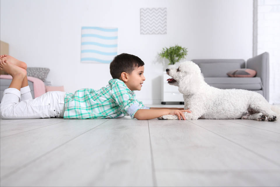 养比熊的注意事项？饲养比熊犬的注意什么？