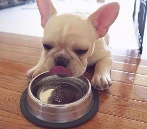 狗狗一天需要喝多少水？喝太多或者太少都会生病