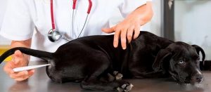 狗狗发烧，如何测量体温？发烧的症状有哪些？