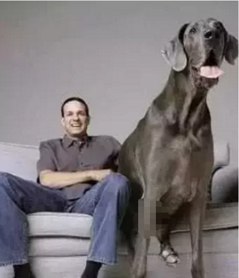 十大著名巨型犬种：认识超过三种，你就算犬类专家