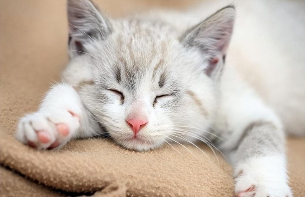 猫感冒流鼻涕打喷嚏吃什么药？处理猫感冒的合适方法或措施