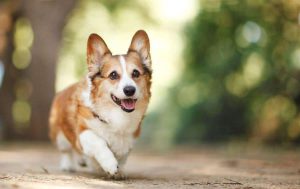 柯基犬一般寿命有多长？柯基犬进入老年期的时候，有什么样的征兆呢？