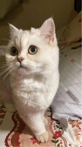 养猫经验：猫传腹治疗救治经验分享