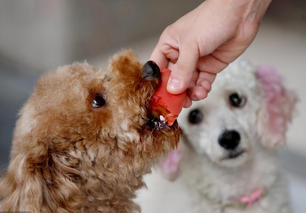 狗狗不能吃人的几种食物？别让你的好心伤害它们