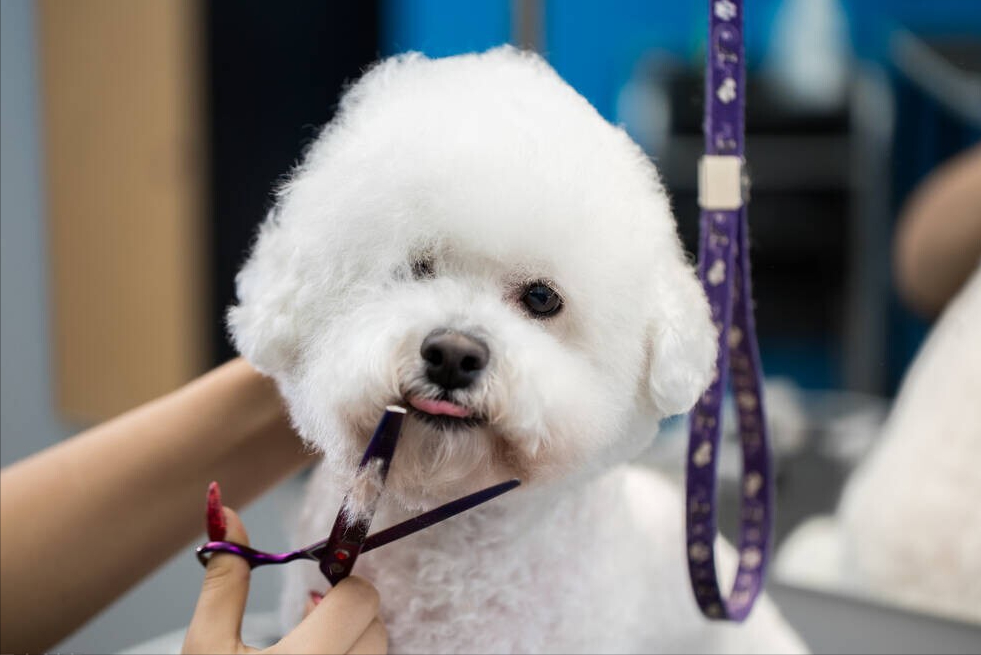 养比熊的注意事项？饲养比熊犬的注意什么？