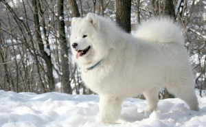 白色的狗狗有哪些？哪一只会让你心动？五种“白色”的狗狗